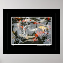 Koi Affischer