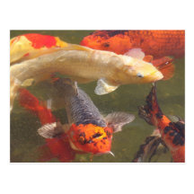 Koi fisk vykort