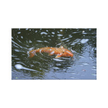 Koi - Portland japanträdgård Sträckta Canvas Tryck