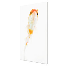Komet/Komet-tailed guldfisk Sträckta Canvas Tryck