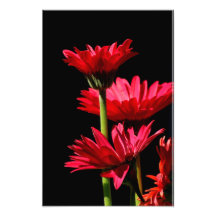Konst för Burgundy Gerber daisyfoto