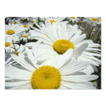 Konst för daisyblommafotografi skrivar ut daisy