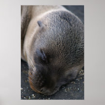 Konsttryck: SjölejonPup, Galapagos öar Print