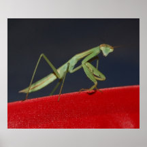 Konung av kullen… affisch
