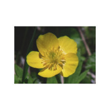 Kooskooskia Idaho flora blommar botanikvildblomma Canvasdukar Med Gallerikvalitet