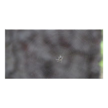 Kooskooskia Idaho insektra Arachnidsspindlar Skräddarsydda Fotokort