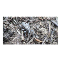 Kooskooskia Idaho insektra Arachnidsspindlar Foto Kort