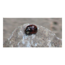 Kooskooskia Idaho insektra Arachnidsspindlar Anpassingsbara Fotokort