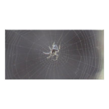 Kooskooskia Idaho insektra Arachnidsspindlar Skräddarsydda Fotokort