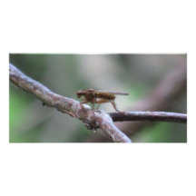 Kooskooskia Idaho insektra Arachnidsspindlar Fotokort