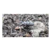 Kooskooskia Idaho insektra Arachnidsspindlar Anpassingsbara Fotokort