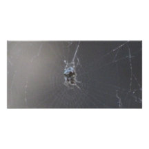 Kooskooskia Idaho insektra Arachnidsspindlar Fotokort
