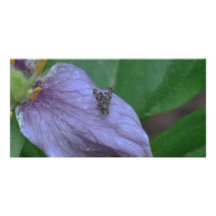 Kooskooskia Idaho insektra Arachnidsspindlar Fotokort Mall