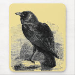 Korpsvart Corvus Musmatta