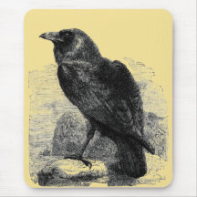 Korpsvart Corvus Musmatta