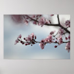 Körsbärsröd blommar och himmel posters
