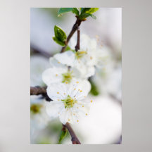 Körsbärsröd blomningaffisch/kanfastryck