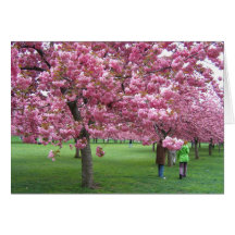 Körsbärsröda blommarträd hälsnings kort