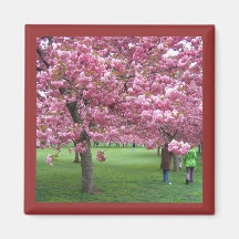 Körsbärsröda blommarträd magneter