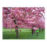 Körsbärsröda blommarträd vykort