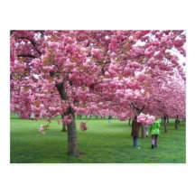 Körsbärsröda blommarträd vykort