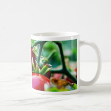 Körsbärsröda tomater kaffe kopp