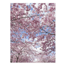Körsbärsröda träd i blommar vykort