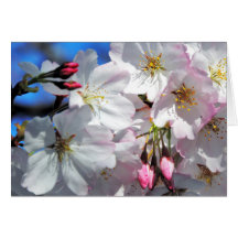 Körsbärsrött blommarträdkort