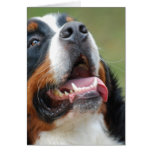 Kort för Berner Sennenhund hundhälsning