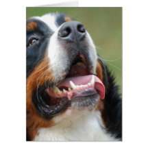 Kort för Berner Sennenhund hundhälsning