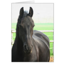 Kort för Friesianhästhälsning