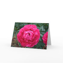 Kort för Fushia pionhälsning