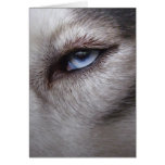 Kort för Malamute för siberian huskykort alaskabo