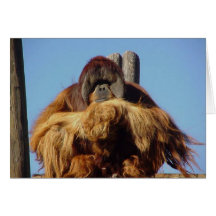 Kort för Orangutangrattis på födelsedagenmall