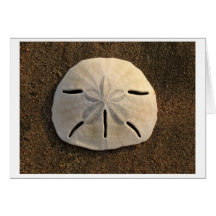 Kort för Sanddollar (färg)
