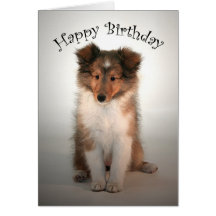 Kort för Sheltie valpfödelsedag