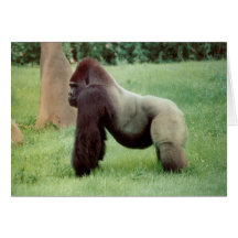Kort för Silverbackgorillahälsning