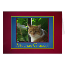 Kort: Muchas Gracias - Herr katt