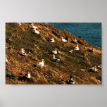 Kort-tailed Albatross Posters