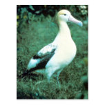 Kort-tailed Albatross Vykort