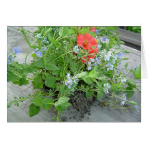 kortnaturen blommar gardeniaväxter