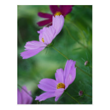 Kosmosblomma och menande vykort