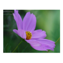 Kosmosblomma och menande vykort