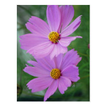 Kosmosblomma Vykort