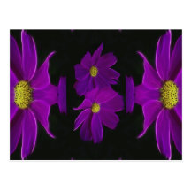 Kosmosblomma Vykort