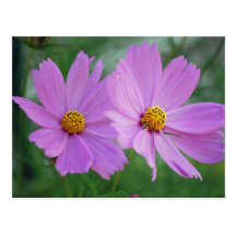 Kosmosblomma Vykort