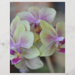 Kräm- orchids för vild flygblad designs