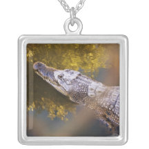 Krokodil i ett avellantgårdhalsband