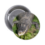 Krokodil Knapp Med Nål