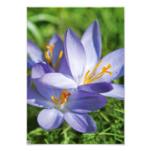 Krokus Fotokonst
